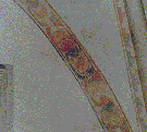 Klick mich an, ich werde gro�