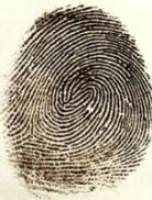 Beispiel f&uuml;r ein Fingerspurenmuster