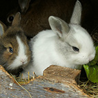Tiere auf dem Hof