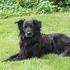 Tiere auf dem Hof