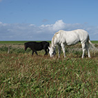 Tiere auf dem Hof