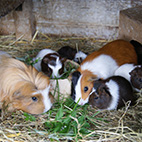 Tiere auf dem Hof