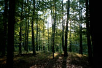 Wald