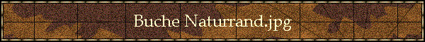 Buche Naturrand.jpg