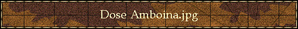 Dose Amboina.jpg