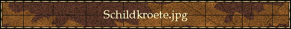 Schildkroete.jpg
