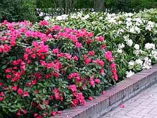 Rhododendron, an der Hauptstra&szlig;e
