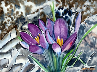 Alpenblume