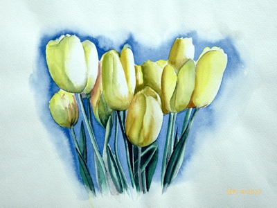 Gelbe_Tulpen