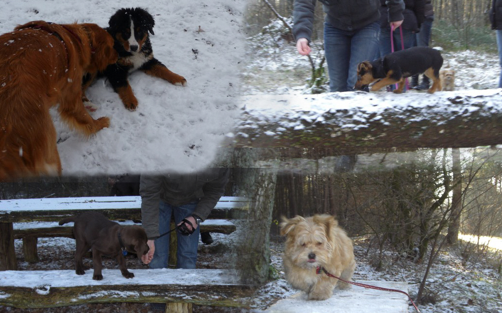 Bilder aus der Welpenschule