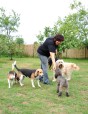 Bilder aus der Hundepension