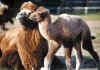 tierp2.jpg (63177 Byte)