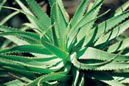 Die Aloe Pflanze