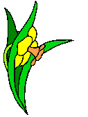 Tulpe/Tulpe