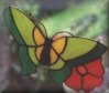Schmetterling / Butterfly