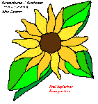 Sonnenblume/Sunflower