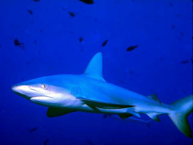 Hai (Herrscher der Meere)