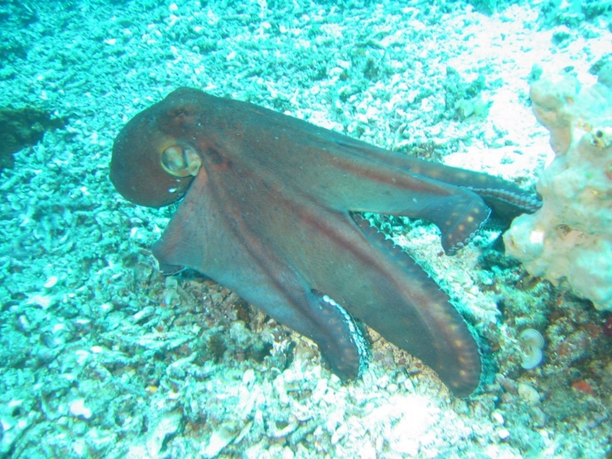 Octopus