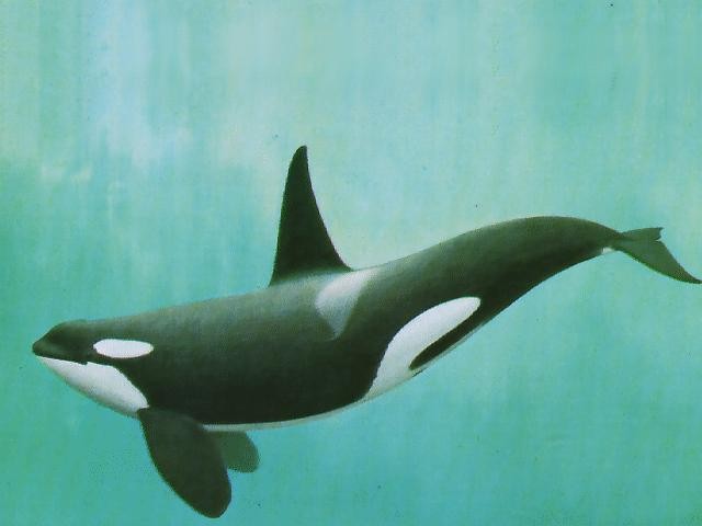 Orca