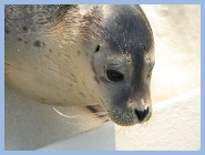 Seehund Aufzuchtsstation