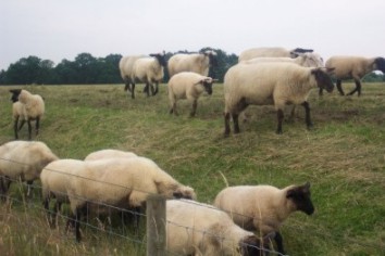 Schafe auf dem Deich