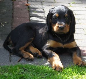 6 Wochen alter L2-R&uuml;de