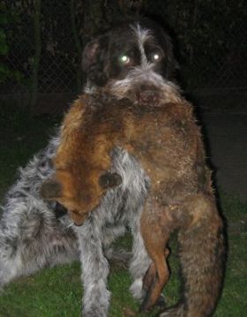 Dan mit einem ca.6 kg Fuchs