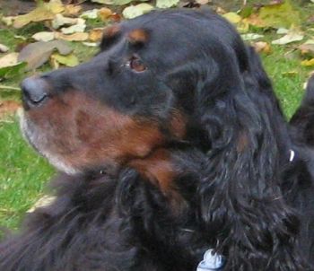 Dixi