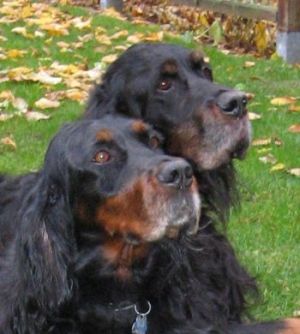 Dixi und Urso im Nov.07