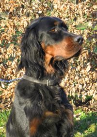 Hedda