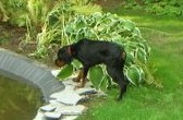 Lilli in ihrem neuen Zuhause - der Teich sieht aber gut aus !
