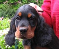 Mable mit einem Kr&uuml;mel an der Backe 10 Wochen alt