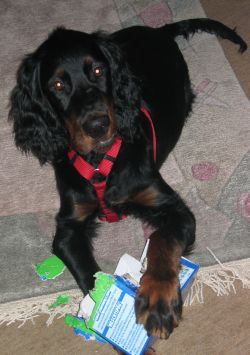 Monty in seinem neuen Zuhause