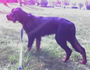 Sammy