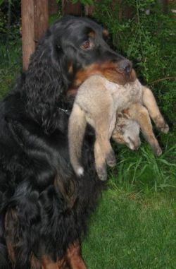 Monty mit einem Fuchswelpen