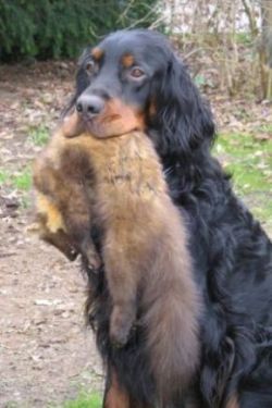 Monty mit einem Marder �09