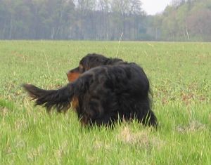 Monty beim vorstehen von Rebh&uuml;hnern April 09