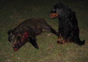 Monty mit seinem ersten Schwein Jan.09