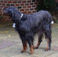 Whoopi 14 Jahre alt- hier im Herbst 2011