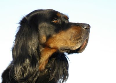 Yana