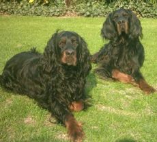 Carlo und Wenzel