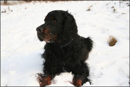 Chicco