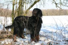 Chicco