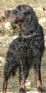 Chicco ut Eyther-Land