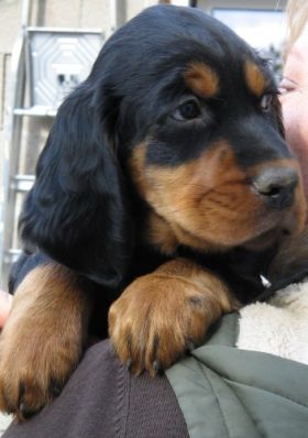 Finley 7 Wochen