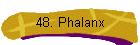 48. Phalanx