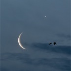 Mond und Venus