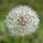 Pusteblume