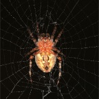 Spinne