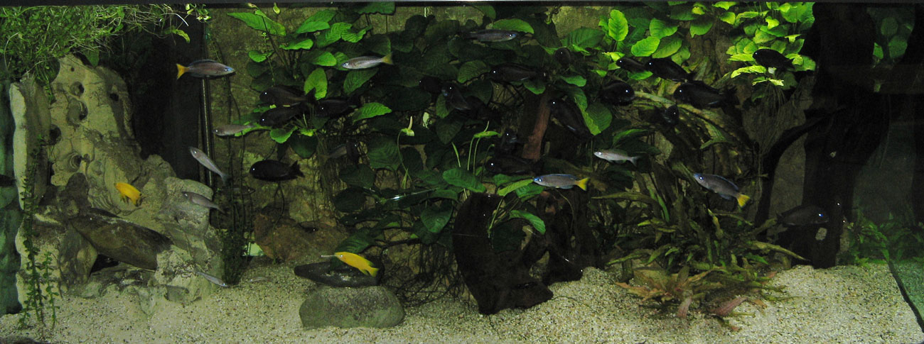 Tropheus moorii Aquarium